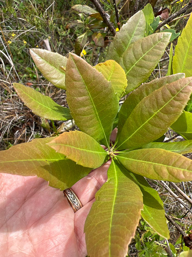 Morella caroliniensis, Pocossin Bayberry, Evergreen Bayberry, Swamp Candleberry, Southern Bayberry