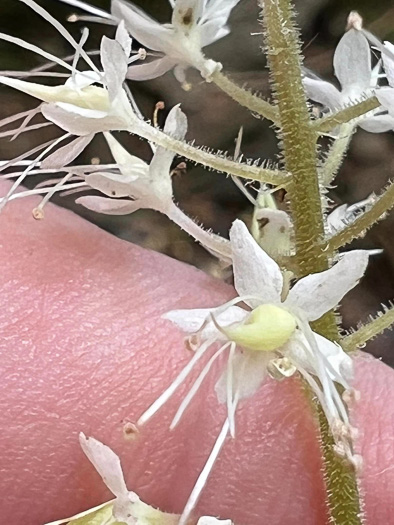 Tiarella austrina, Escarpment Foamflower, Southern Foamflower