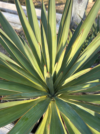 Yucca gloriosa, Mound-lily Yucca, Spanish Bayonet