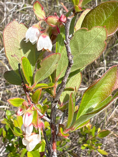 Gaylussacia mosieri, Mosier's Huckleberry, Hirsute Huckleberry