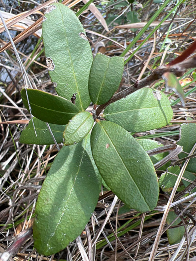 Pieris phillyreifolia, Vine-wicky, Climbing Fetterbush, Climbing Wicky