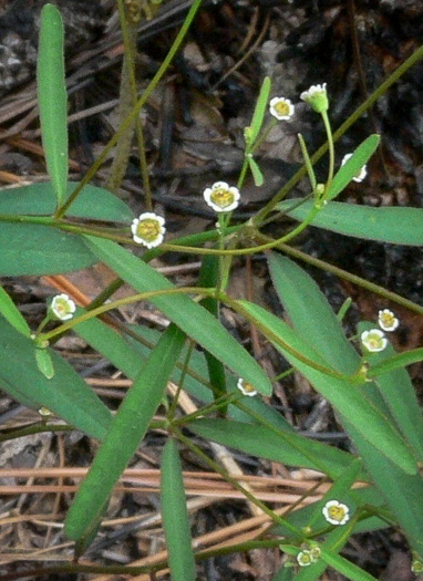 Euphorbia curtisii, White Sandhills Spurge, Curtis's Spurge
