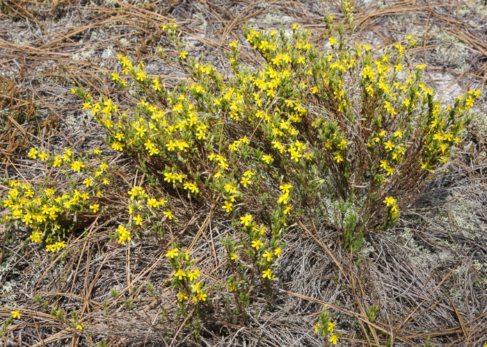 Hudsonia ericoides, Northern Golden-heather