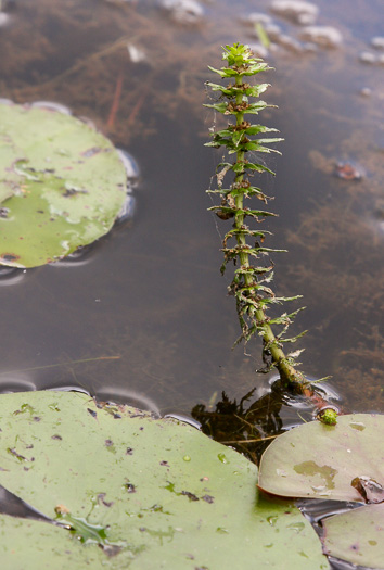 image of Myriophyllum heterophyllum, Southern Water-milfoil, Variable-leaf Water-milfoil