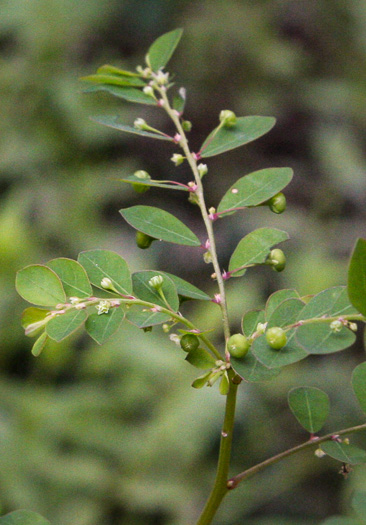 Phyllanthus caroliniensis, Carolina Leaf-flower