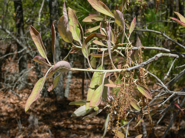 Quercus incana, Bluejack Oak