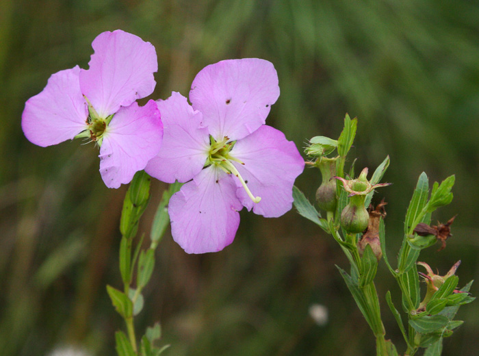 Rhexia aristosa, Awned Meadowbeauty, Bristly Meadowbeauty