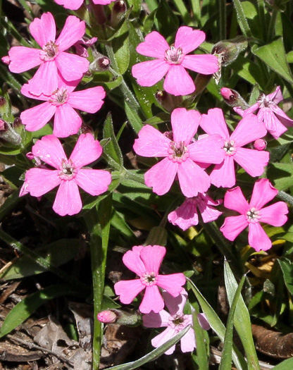 Silene caroliniana var. pensylvanica, Northern Wild-pink, Sticky Catchfly, Pennsylvania Catchfly