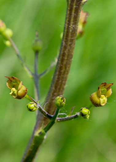 Scrophularia lanceolata, Hare Figwort, American Figwort, Lancelaf Figwort