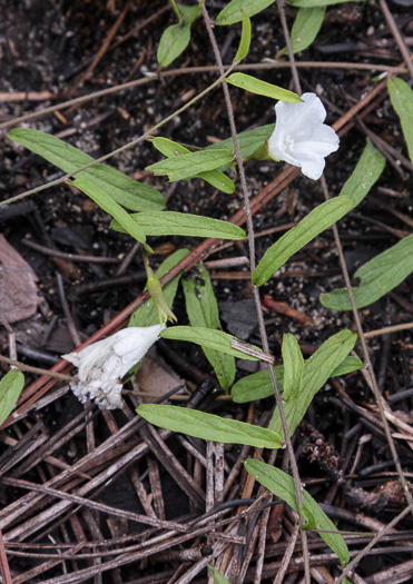 Stylisma angustifolia, Narrowleaf Dawnflower