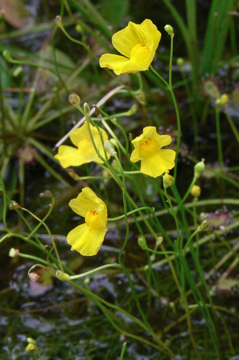 Utricularia biflora, Longspur Creeping Bladderwort, Twoflower Bladderwort