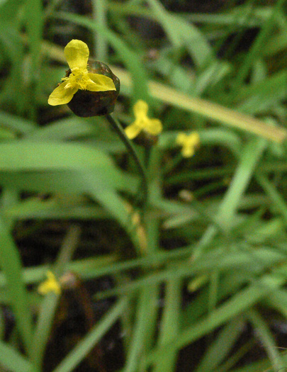 Xyris difformis, Flatstem Yellow-eyed-grass, Bog Yellow-eyed-grass