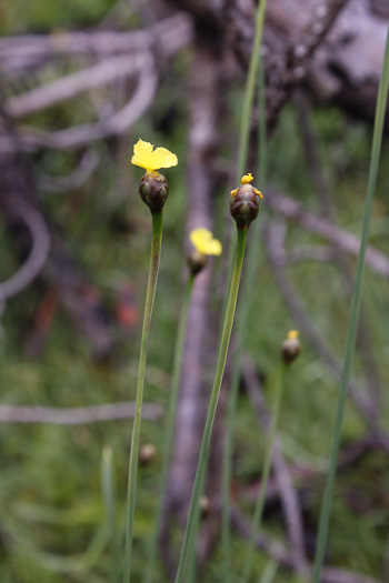 Xyris scabrifolia, Roughleaf Yellow-eyed-grass, Scabrous-leaved Xyris, Harper's Yellow-eyed-grass
