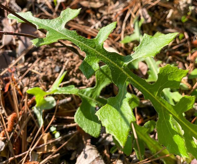 Lactuca hirsuta, Red Wood Lettuce, Downy Lettuce, Hairy Lettuce