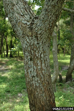 image of Triadica sebifera, Popcorn Tree, Chinese Tallow-tree