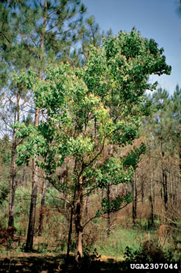 image of Triadica sebifera, Popcorn Tree, Chinese Tallow-tree