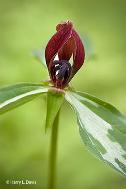 Lanceleaf Trillium (Trillium lancifolium)