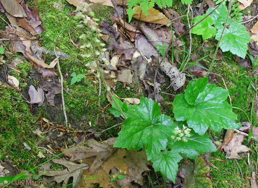 Tiarella cordifolia, Piedmont Foamflower, Heartleaf Foamflower