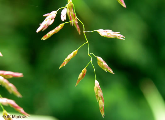 image of Sorghum halepense, Johnsongrass