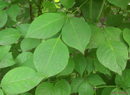 image of Staphylea trifolia, Bladdernut