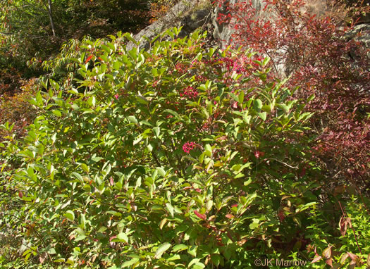 image of Viburnum cassinoides, Northern Wild Raisin, Witherod, Shonny Haw, Shawnee Haw