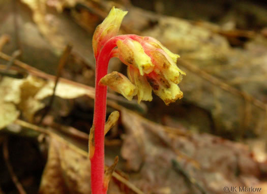 image of Hypopitys lanuginosa, Appalachian Red Pinesap, Hairy Pinesap