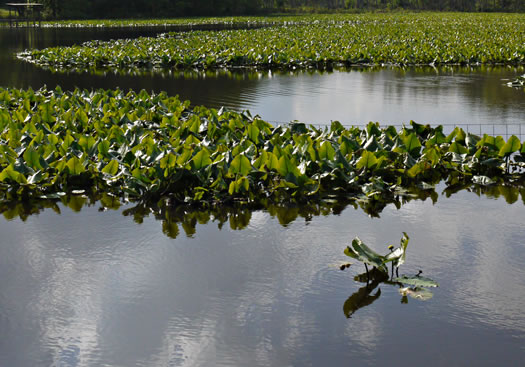 image of Nuphar advena, Spatterdock, Broadleaf Pondlily, Cow-lily, Yellow Pond Lily