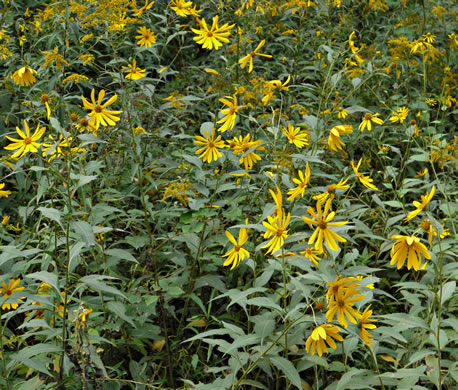 image of Helianthus tuberosus, Jerusalem Artichoke