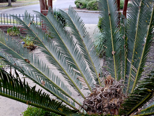 image of Cycas revoluta, Sago-palm