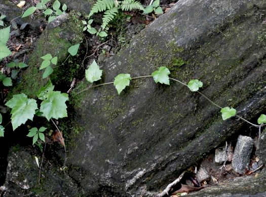 Tiarella austrina, Escarpment Foamflower, Southern Foamflower