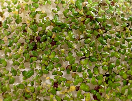 image of Lemna spp., Small Duckweed