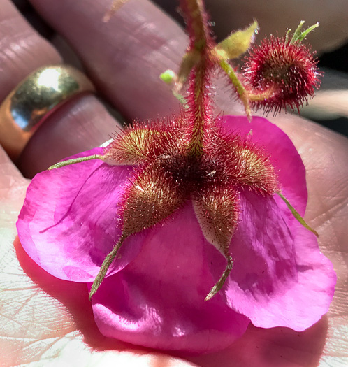 image of Rubacer odoratum, Purple Flowering-raspberry, Thimbleberry, Eastern Mapleleaf-raspberry