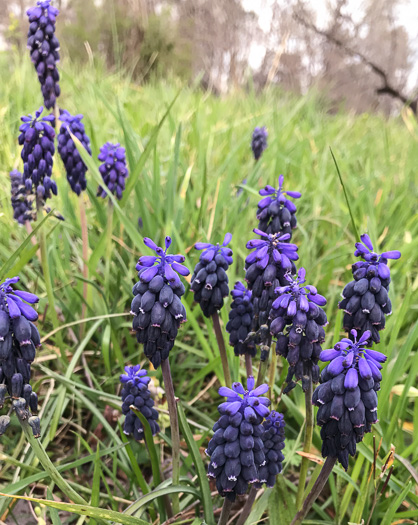 image of Muscari neglectum, Starch Grape-hyacinth, Blue Bottles