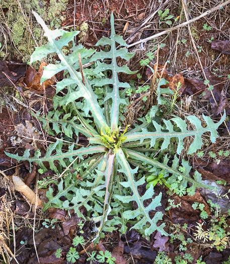 image of Lactuca canadensis, American Wild Lettuce, Canada Lettuce