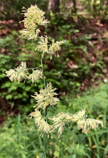 image of Dactylis glomerata, Orchard Grass