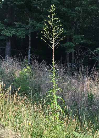 image of Lactuca canadensis, American Wild Lettuce, Canada Lettuce