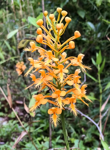 image of Platanthera ciliaris, Yellow Fringed Orchid