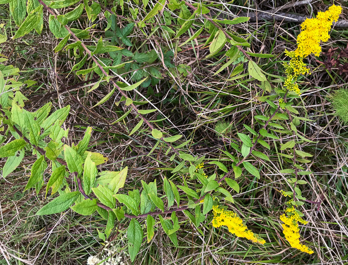 image of Solidago rugosa var. celtidifolia, Hackberry-leaf Goldenrod