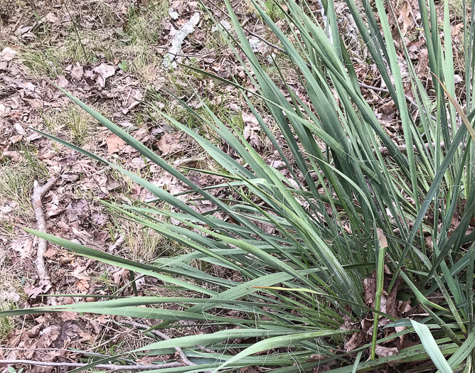 image of Yucca filamentosa, Beargrass, Spoonleaf Yucca, Curlyleaf Yucca