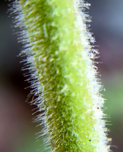 image of Penstemon sp. [of the Appalachian Piedmont], Beardtongue [Glassy Mtn HP]