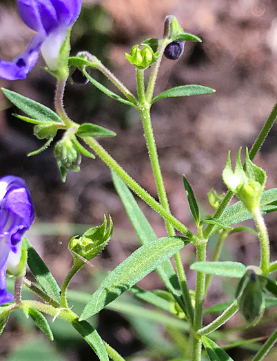 image of Trichostema setaceum, Narrowleaf Blue Curls