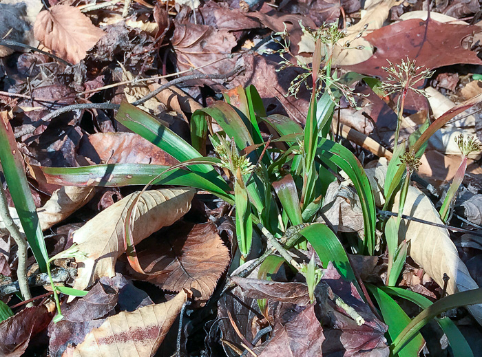 image of Luzula acuminata var. carolinae, Carolina Woodrush, Southern Hairy Woodrush