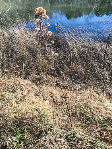 image of Pluchea camphorata, Common Camphorweed, Camphor Pluchea, Marsh Fleabane