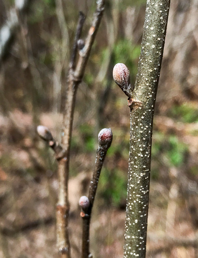 image of Alnus serrulata, Tag Alder, Hazel Alder, Smooth Alder