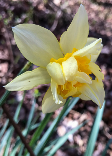 image of Narcissus ×incomparabilis, Nonesuch Daffodil