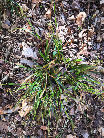 image of Luzula acuminata var. carolinae, Carolina Woodrush, Southern Hairy Woodrush