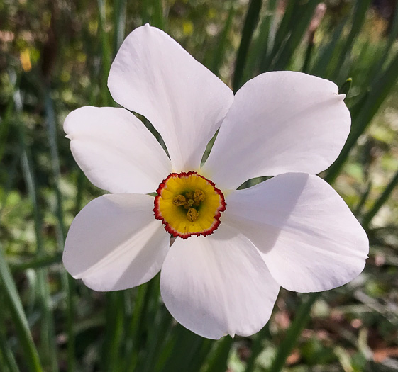 image of Narcissus poeticus, Poet's Narcissus, Pheasant's-eye Daffodil