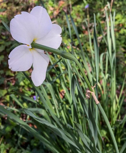 image of Narcissus poeticus, Poet's Narcissus, Pheasant's-eye Daffodil