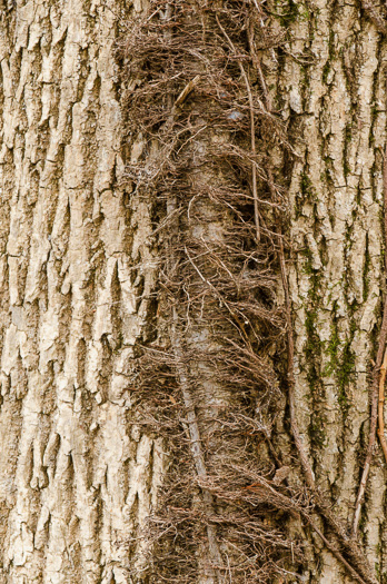 image of Toxicodendron radicans var. radicans, Eastern Poison Ivy