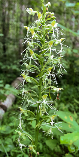 Platanthera lacera, Ragged Fringed Orchid, Green Fringed Orchid, Ragged Orchid